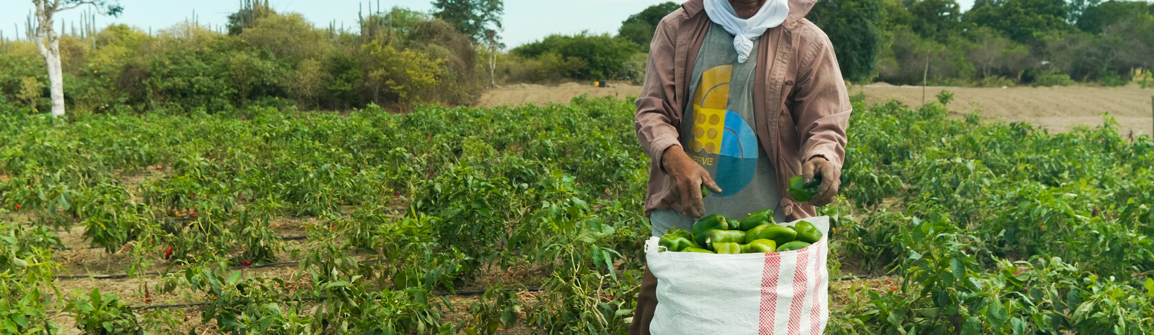 La Fruta Exótica que Revolucionará tu Salud