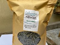 Cola de caballo