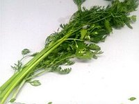 CILANTRO