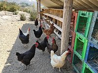 gallinas de campo