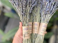lavanda /espiga larga