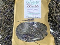 Lavanda purpura